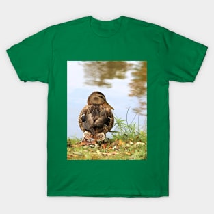 Mallard-2 T-Shirt